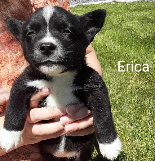 Erica, an adoptable Corgi in MIDWAY, UT