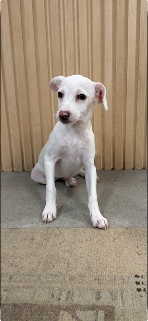 Gus, an adoptable Chihuahua in MIDWAY, UT