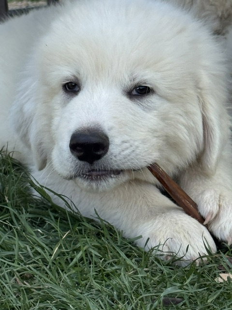 SKY King, an adoptable Great Pyrenees in MIDWAY, UT