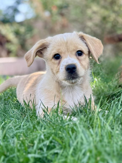 Coco, an adoptable Dachshund in MIDWAY, UT