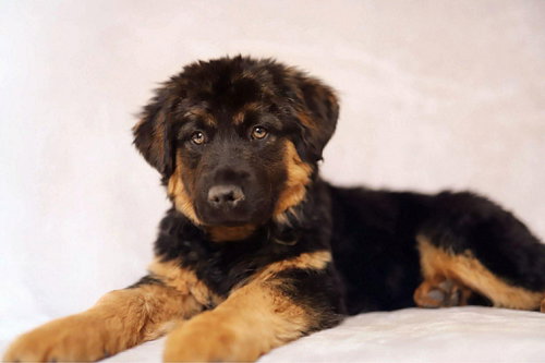 Athena Tina, an adoptable German Shepherd Dog in MIDWAY, UT