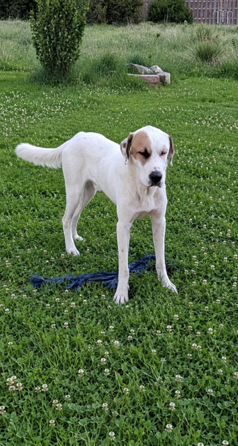Jake From Statefarm photo 3