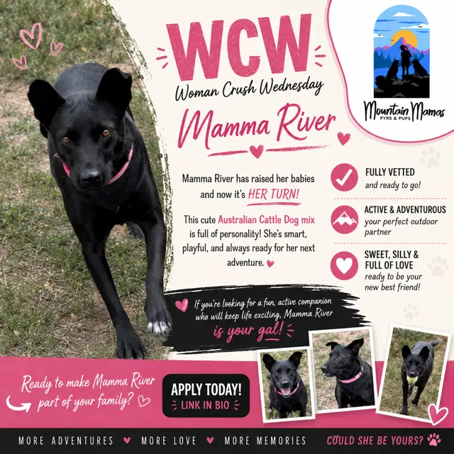 Mama River - Border Collie