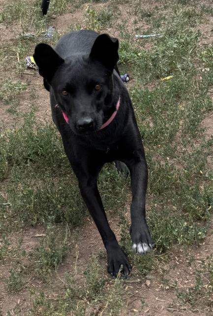 Mama River, an adoptable dog