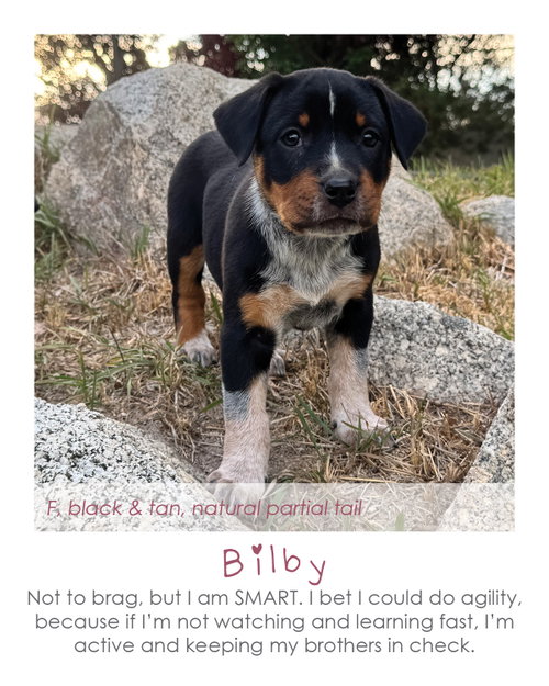 Bilby, an adoptable Australian Cattle Dog in MIDWAY, UT