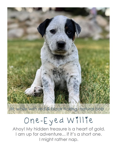 One-Eyed Willie, an adoptable Australian Cattle Dog in MIDWAY, UT