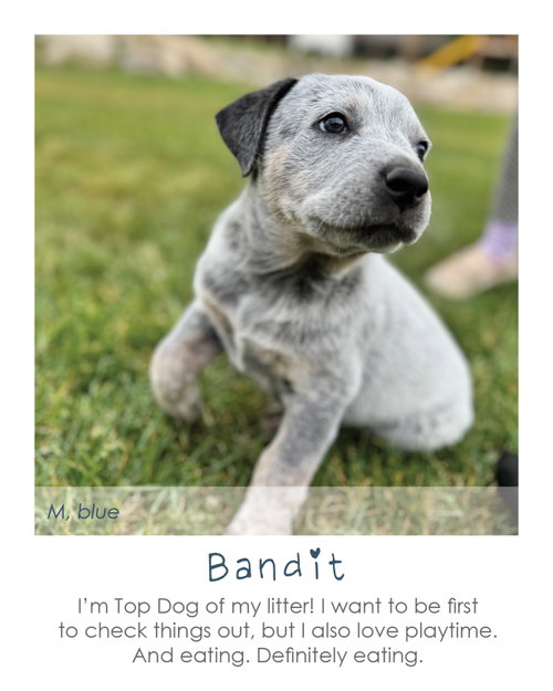 Bandit, an adoptable Australian Cattle Dog in MIDWAY, UT