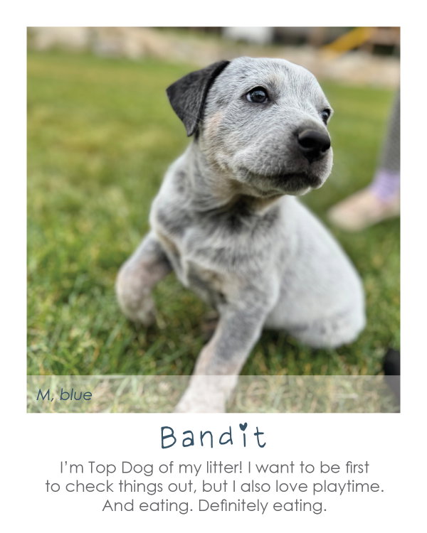 Bandit