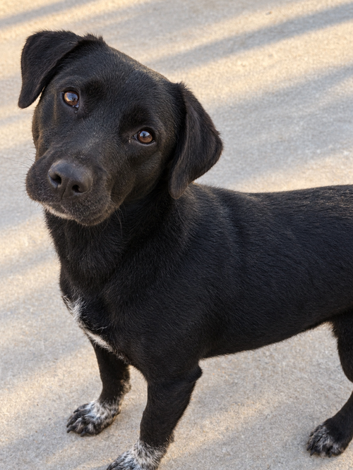 Bindi, an adoptable dog
