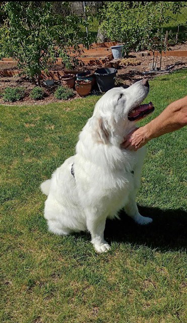 Polly the Pyr