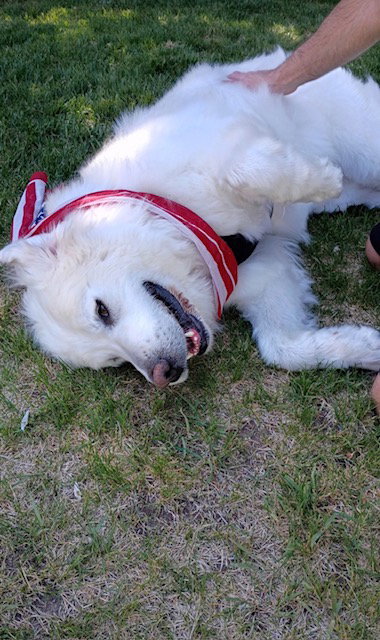 Polly The Pyr photo 2