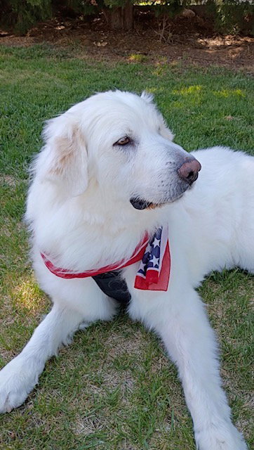 Polly the Pyr