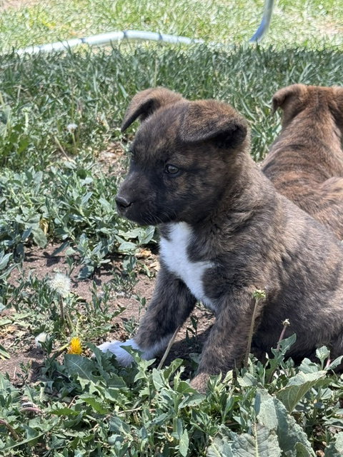 Miley, an adoptable Boxer in MIDWAY, UT