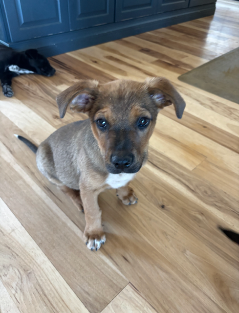 Tiny Teddy, an adoptable Boxer in MIDWAY, UT