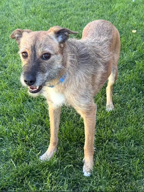 Rue - Terrier