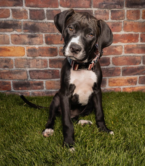 Maple T Pittie photo 2