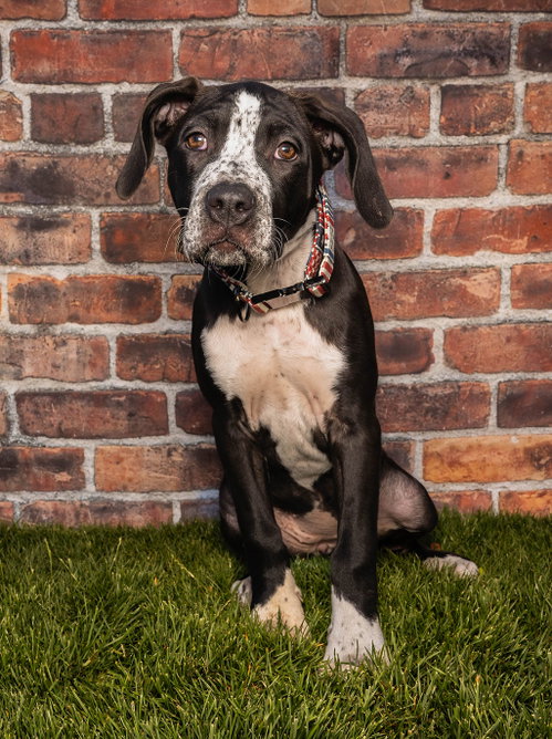 Willow T Pittie photo 2