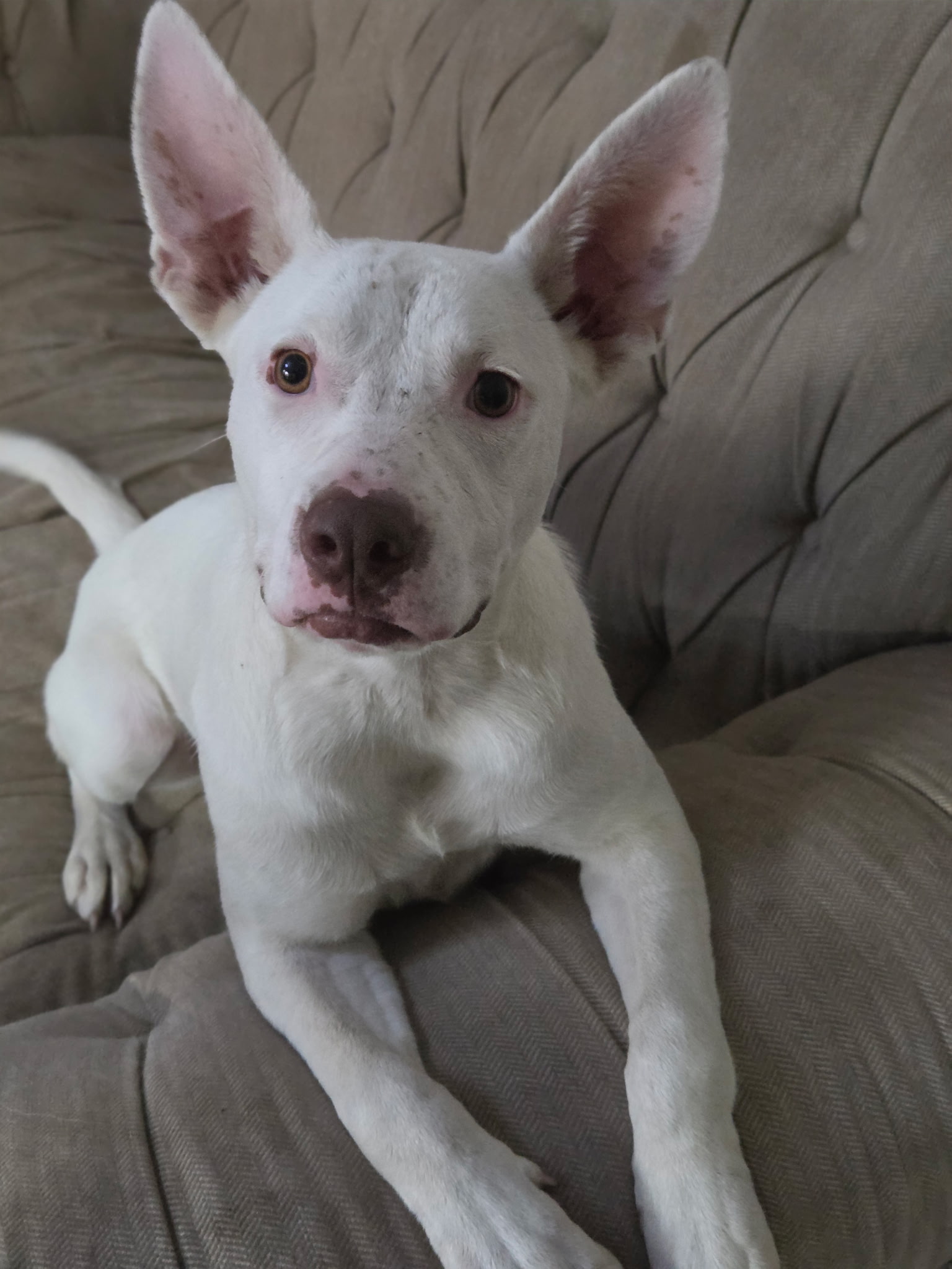 Nova