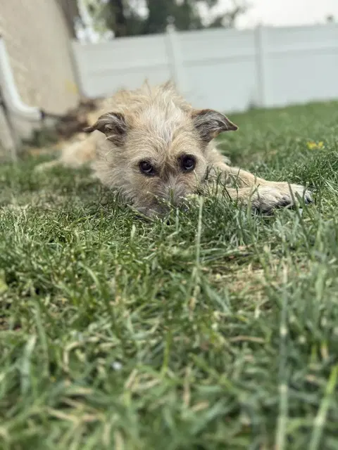 Catniss Aka Puppy image 3