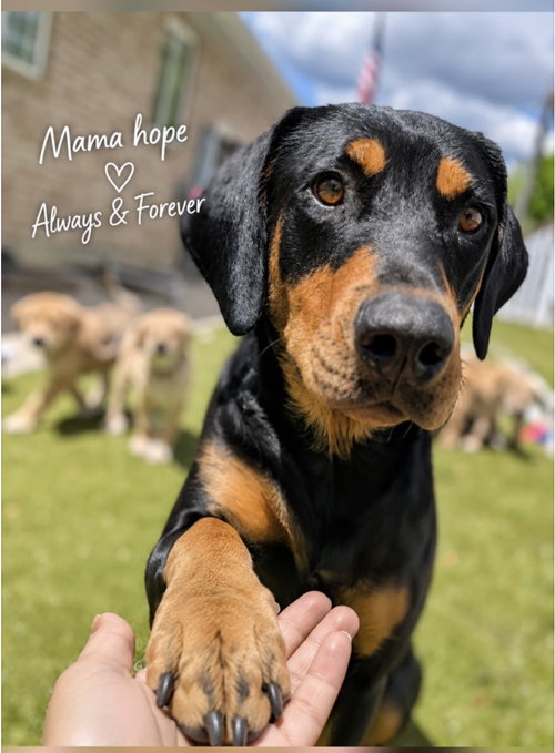 Mama Hope, an adoptable Doberman Pinscher in MIDWAY, UT