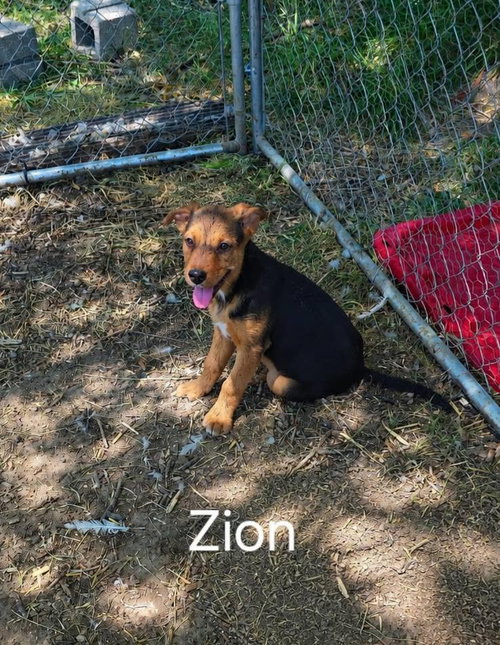 Zion, an adoptable dog