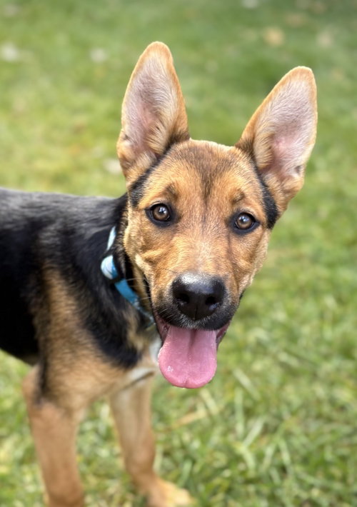 Zion, a dog for adoption from Mountain Mama Pyrs and Pups