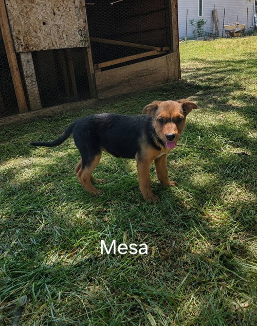 Mesa, an adoptable dog