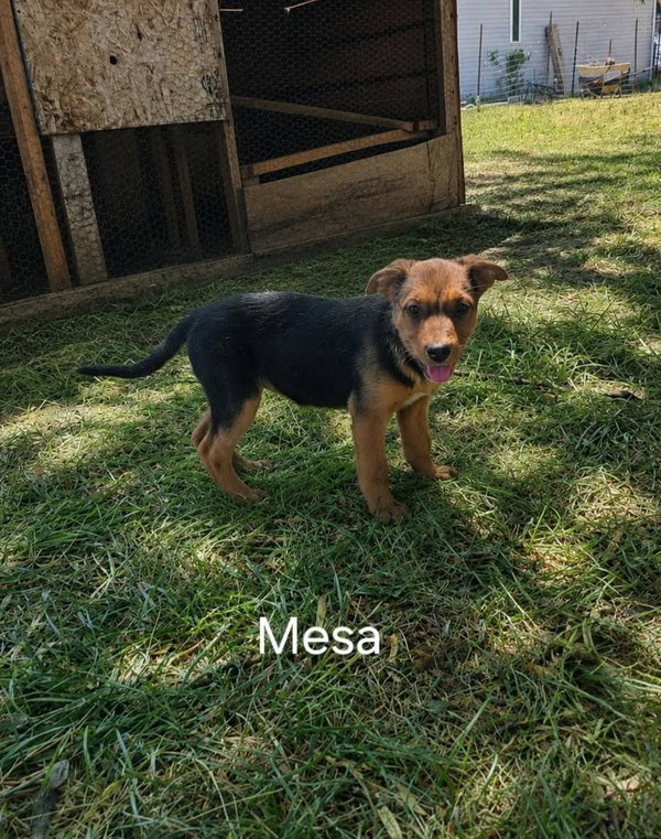 Mesa