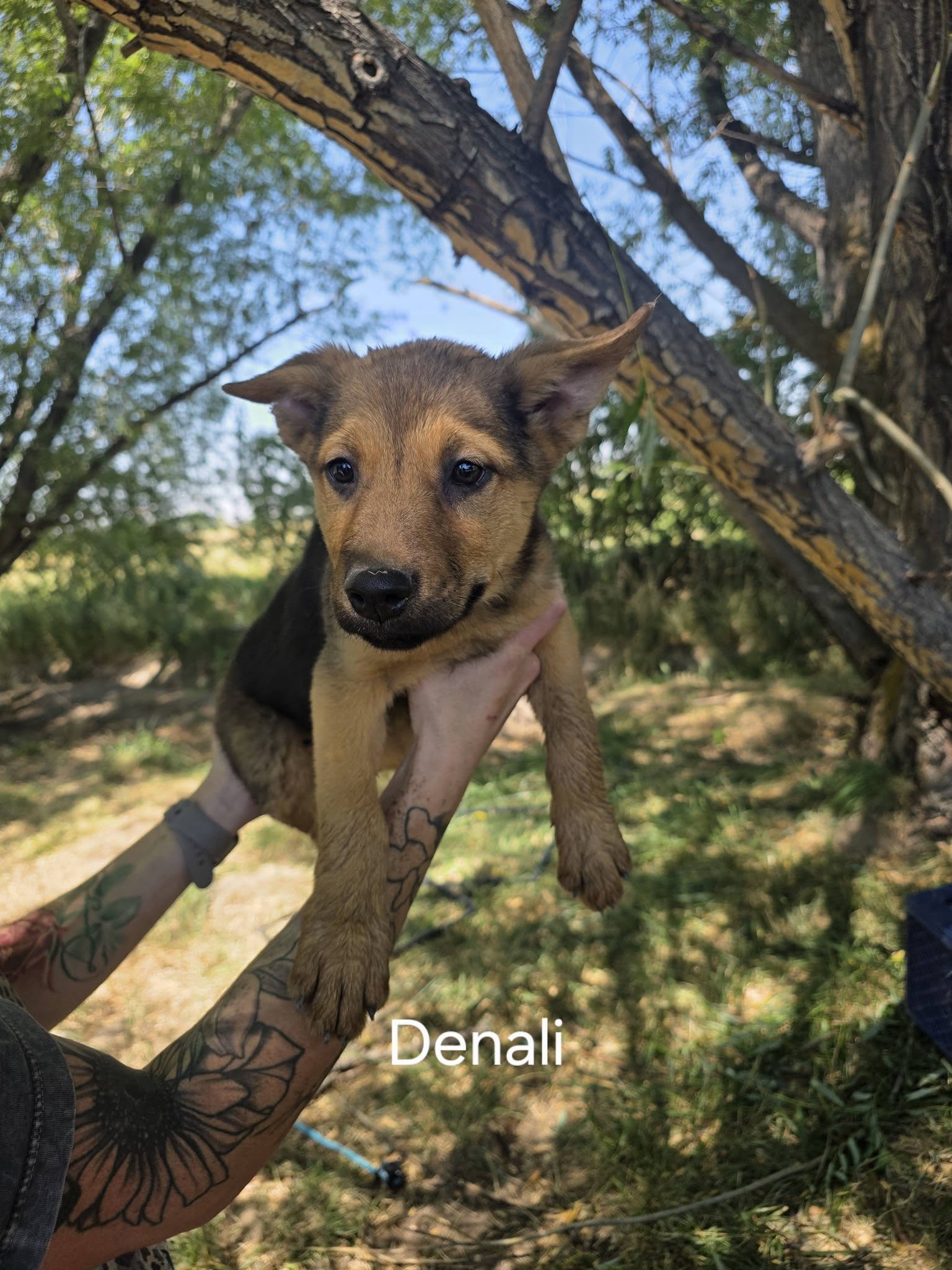 Denali, photo 3