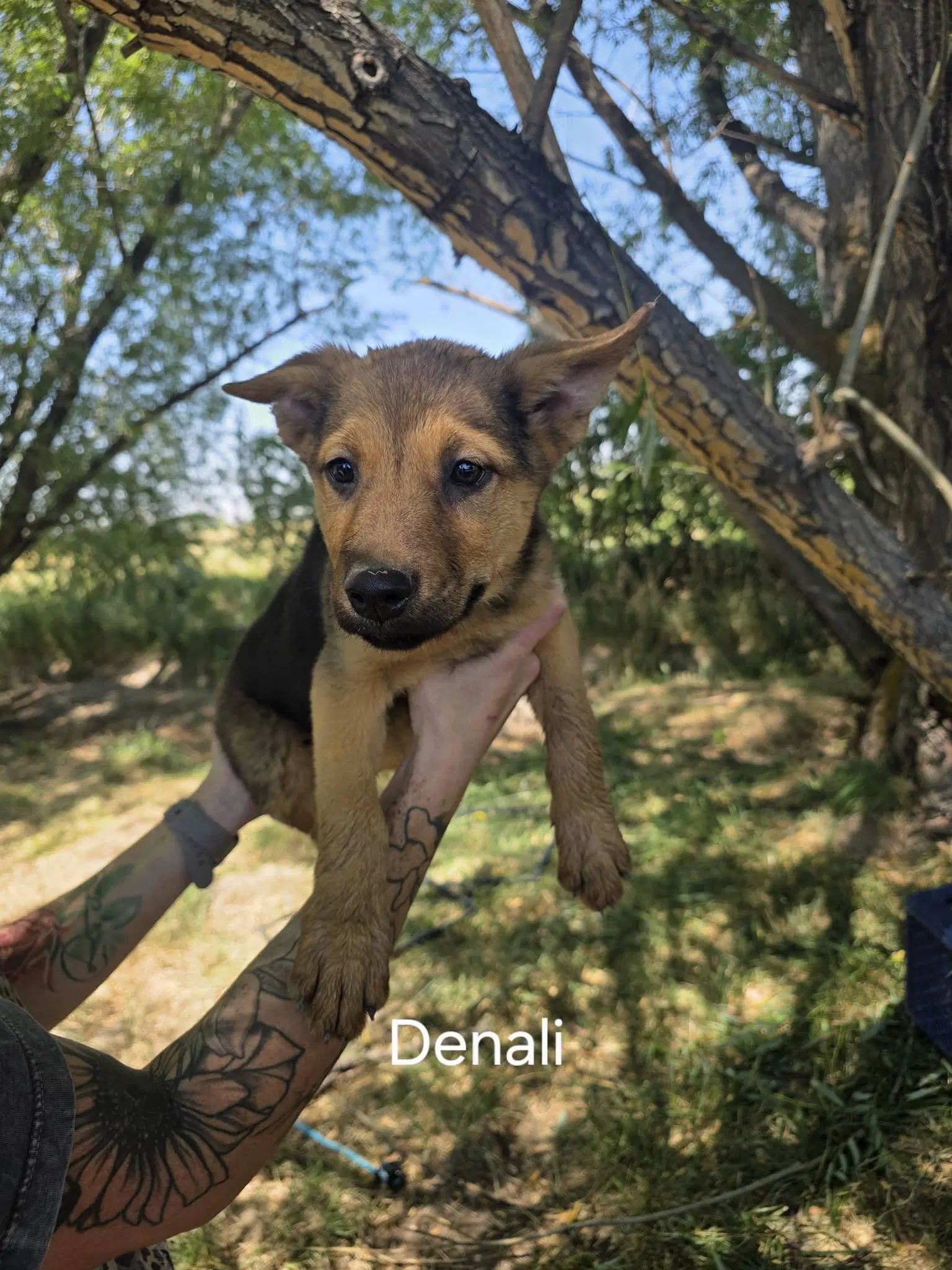 Denali - German Shepherd Dog