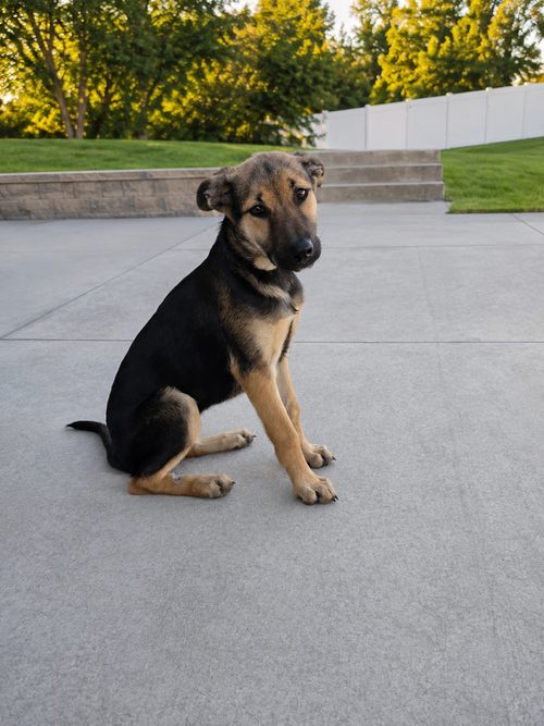 Denali, a dog for adoption from Mountain Mama Pyrs and Pups