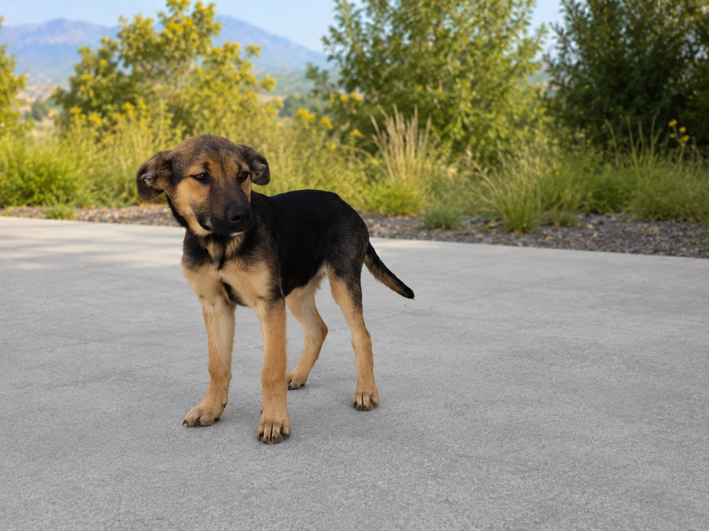 Denali, photo 2