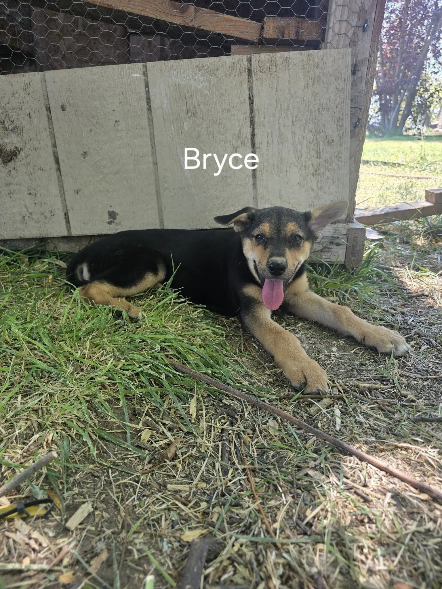 Bryce - German Shepherd Dog