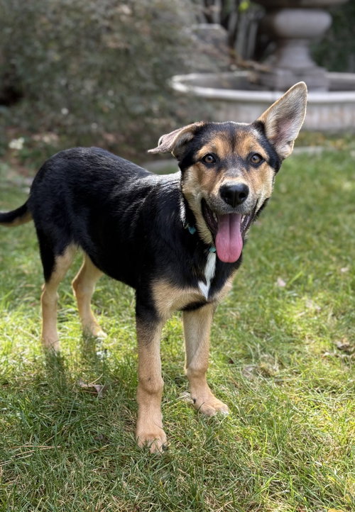 Bryce, a dog for adoption from Mountain Mama Pyrs and Pups