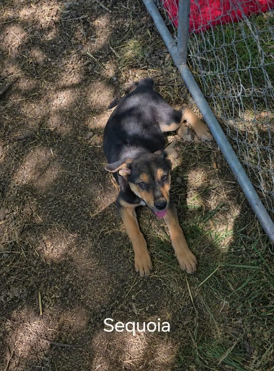 Sequoia - German Shepherd Dog