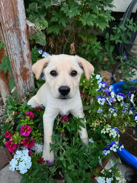 Henry - Labrador Retriever