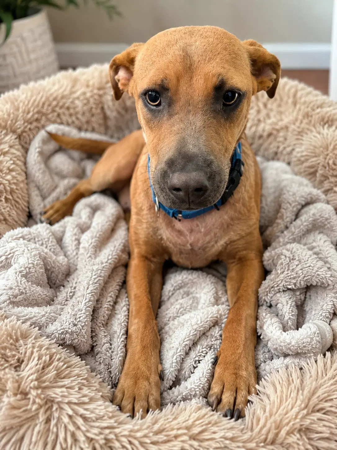 Sandy - Australian Cattle Dog/Blue Heeler