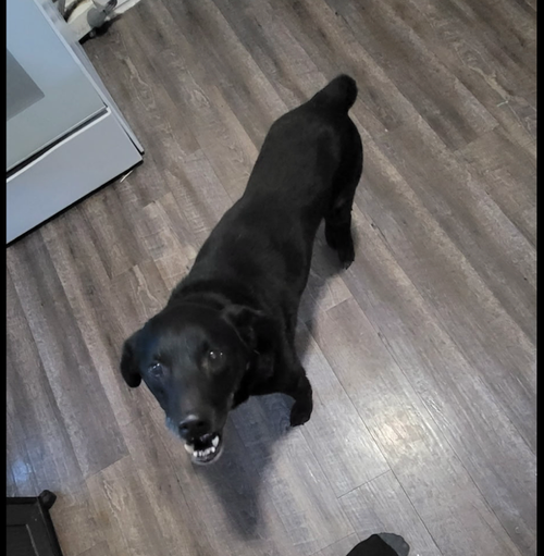 WRONGWAY FREEWAY - Border Collie / Labrador Retriever available for adoption