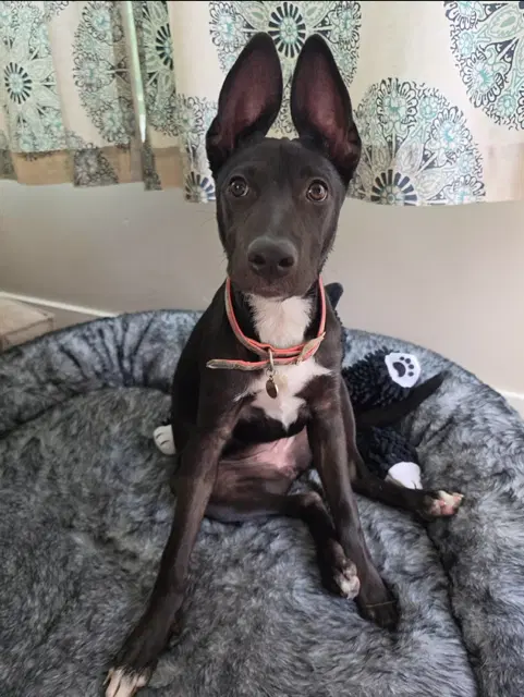 Ravenclaw - Black Lab