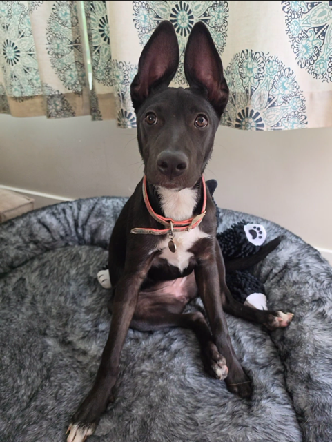 Ravenclaw, a dog for adoption from Mountain Mama Pyrs and Pups