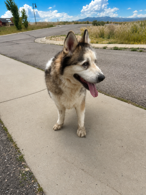 Tundra, photo 2