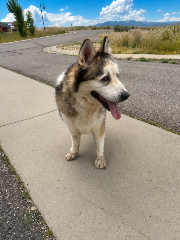 Tundra
