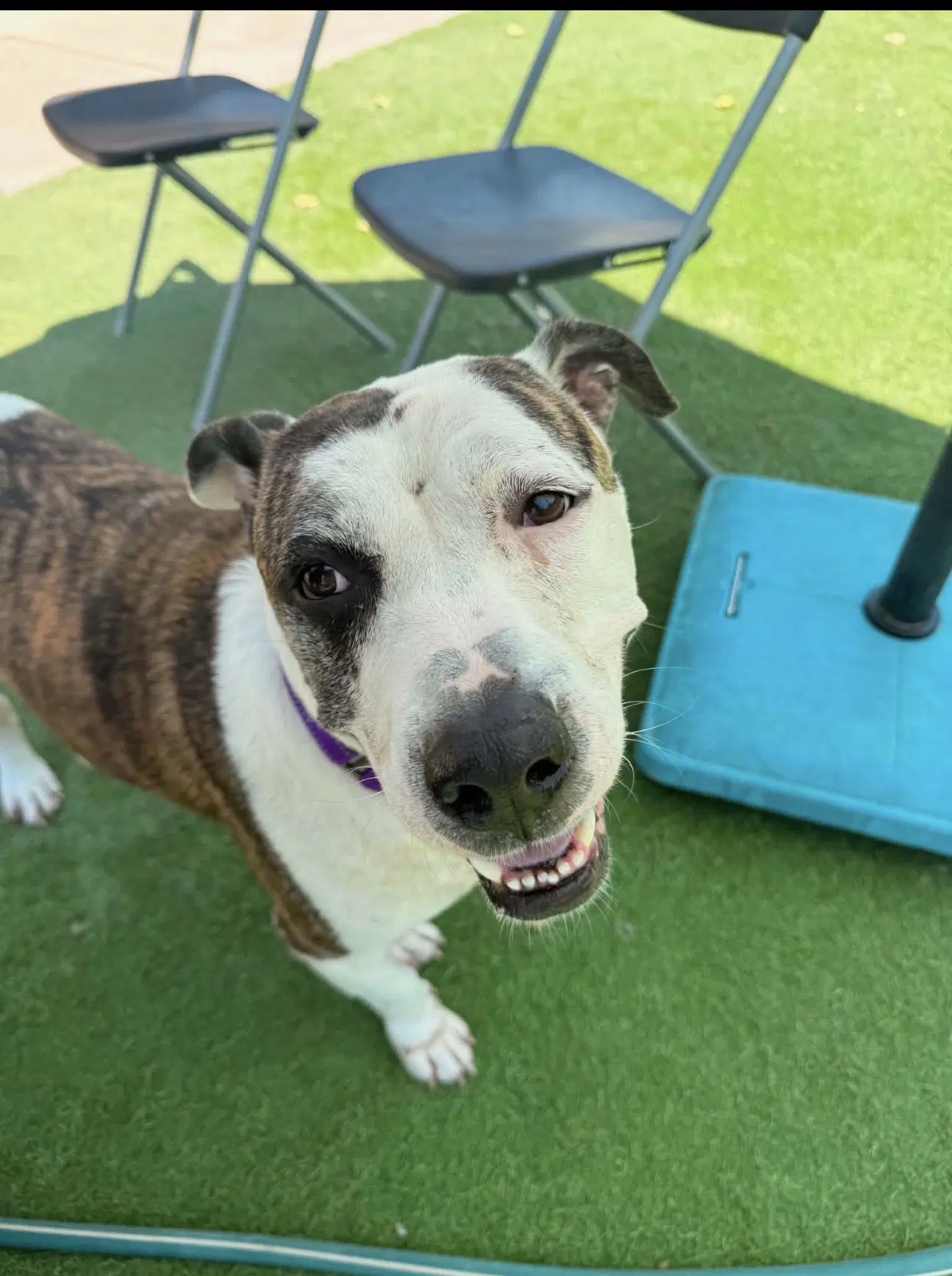 Chex Mix - American Staffordshire Terrier