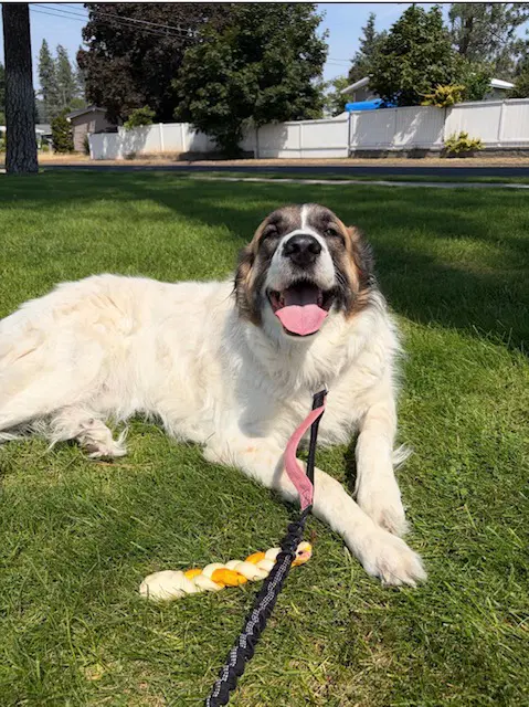 Ruby Pyr - Great Pyrenees