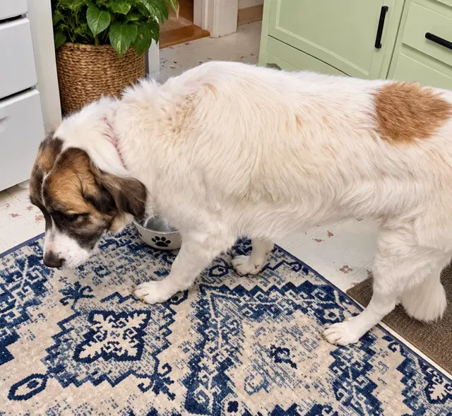 Ruby Pyr image 4