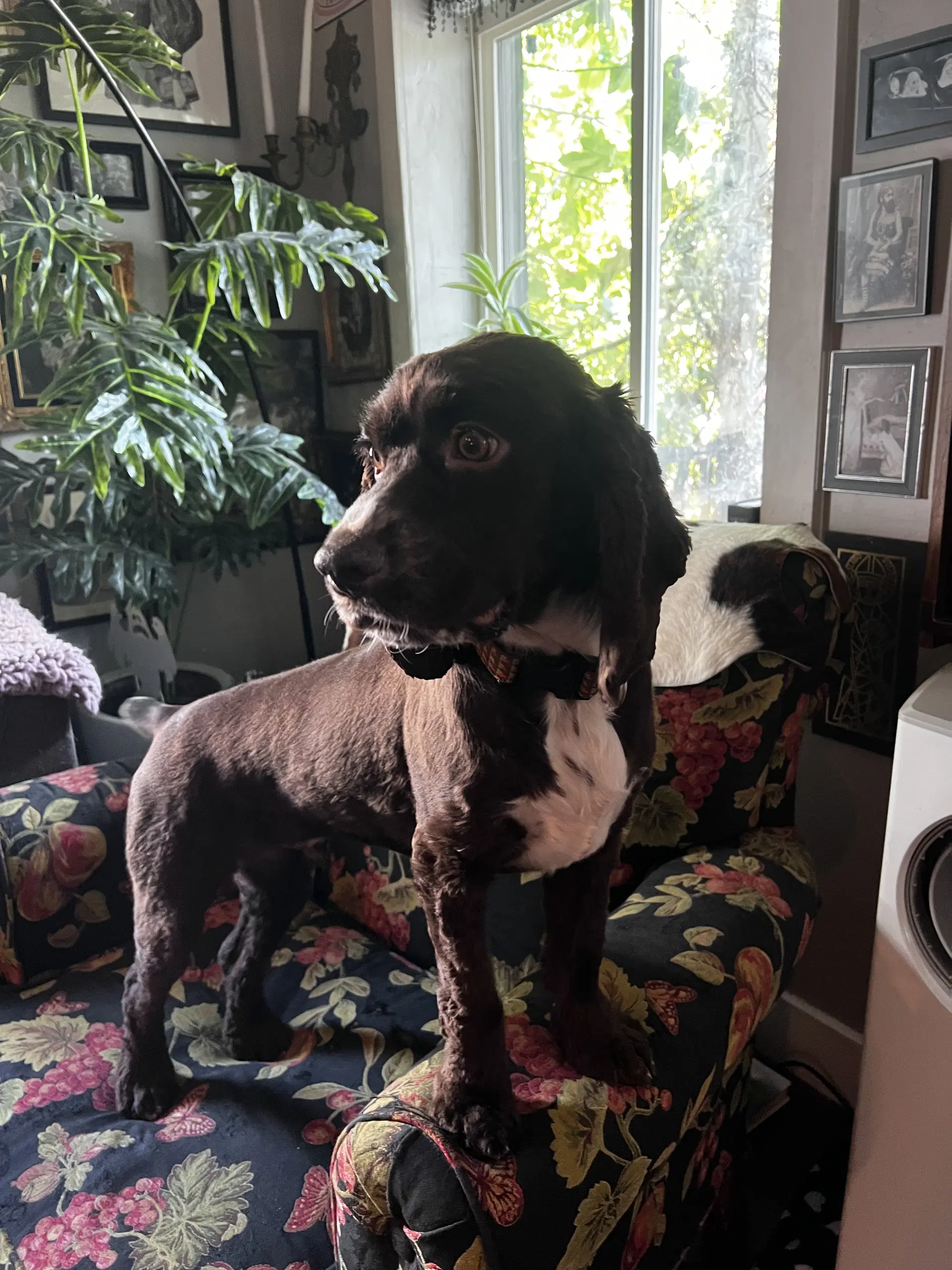 Nugget - Cocker Spaniel