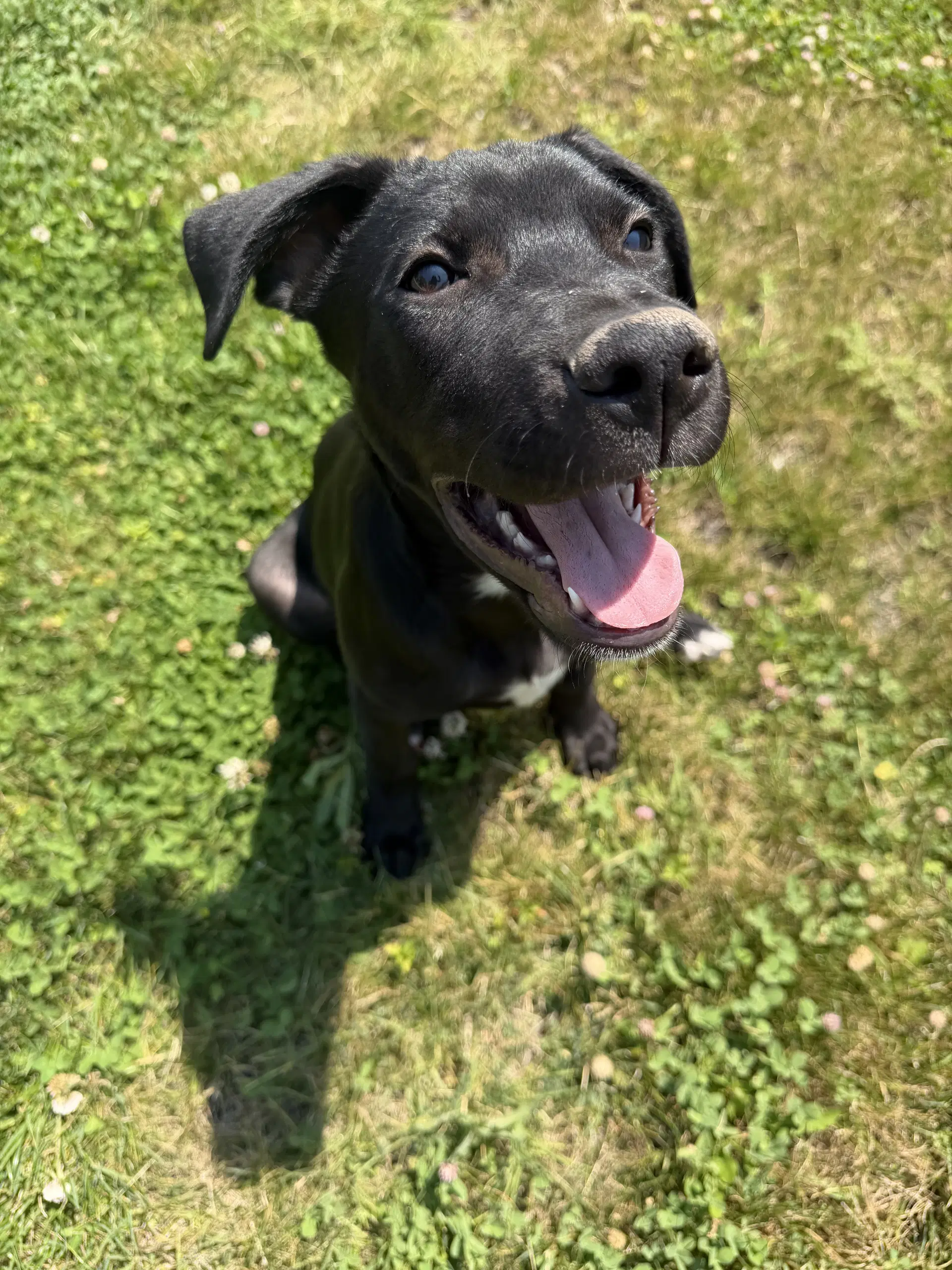 Luke Sky Walker - Labrador Retriever