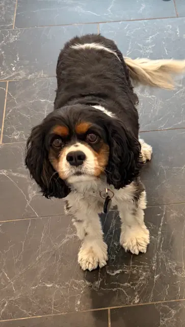 Tobee - Cavalier King Charles Spaniel