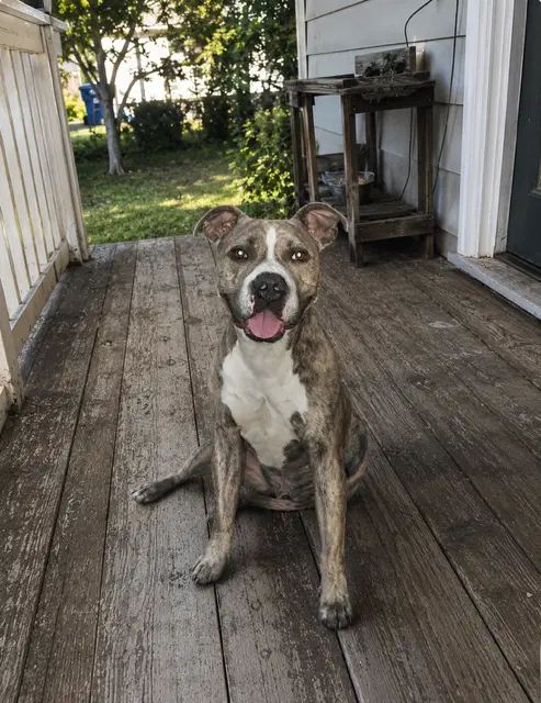 Ash - Pit Bull Terrier