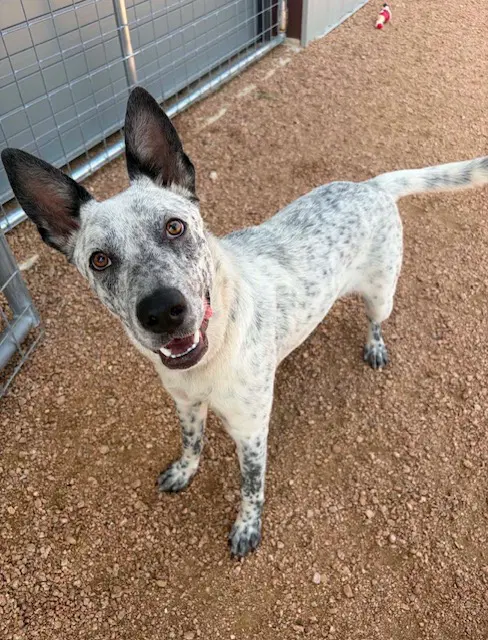 Steven - Australian Cattle Dog/Blue Heeler